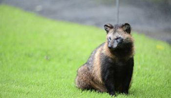 Did raccoon dogs start covid pandemic? Western Pa. experts weigh in